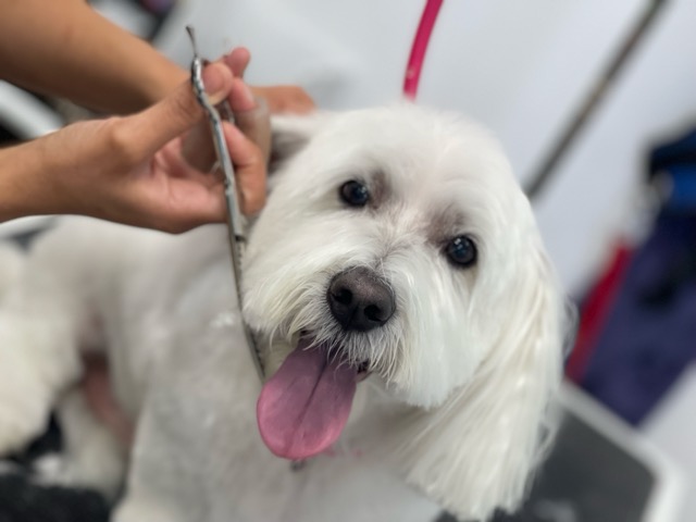 Relaxed dog enjoying a premium spa bath at Tails A Waggin Henderson